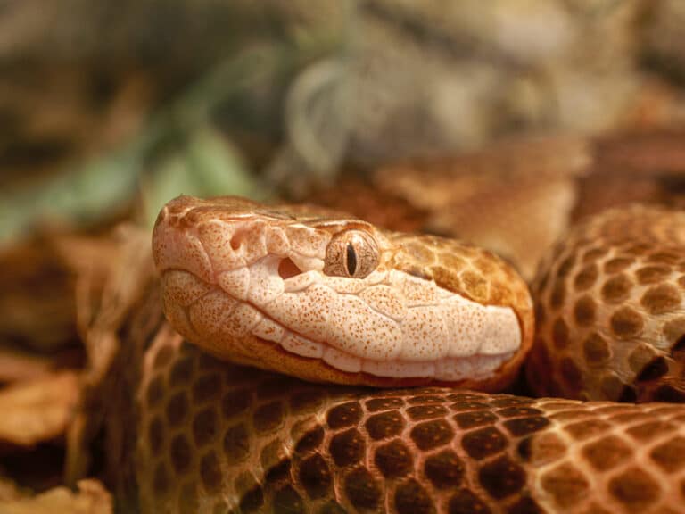 Snake Bite First Aid: Dos and Don’ts